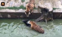 网红爆料动物园视频大全