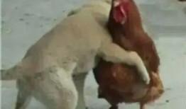 鸡哥早期爆料视频